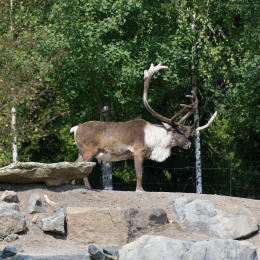 Zoo_Hannover-20130822-249