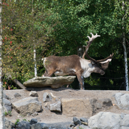 Zoo_Hannover-20130822-247