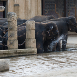 Zoo_Hannover-20130822-429