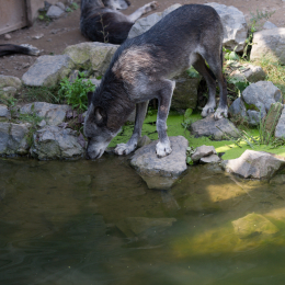 Zoo_Hannover-20130822-237