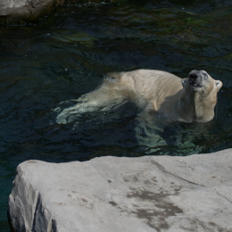 Zoo_Hannover-20130822-323