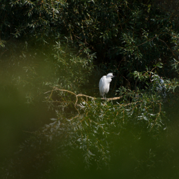 Zoo_Hannover-20130822-133