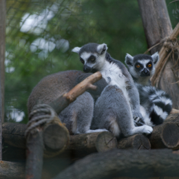 Zoo_Hannover-20130822-204