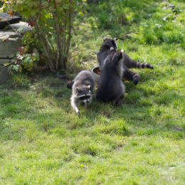 Zoo_Hannover-20130822-265