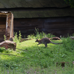 Zoo_Hannover-20130822-533