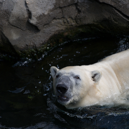 Zoo_Hannover-20130822-343