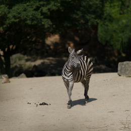 Zoo_Hannover-20130822-069