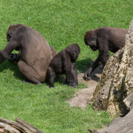 Zoo_Hannover-20130822-580