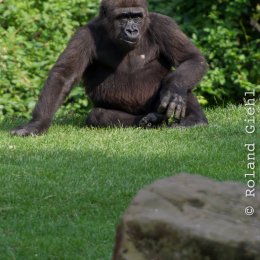 Zoo_Hannover-20130822-621