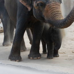 Zoo_Hannover-20130822-351