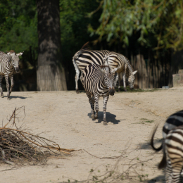 Zoo_Hannover-20130822-066