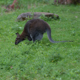 Zoo_Hannover-20130822-555