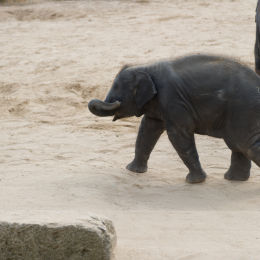Zoo_Hannover-20130822-421