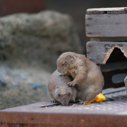 Zoo_Hannover-20130822-277