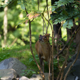 Zoo_Hannover-20130822-517