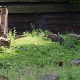 Zoo_Hannover-20130822-532