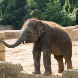 Zoo_Hannover-20130822-406