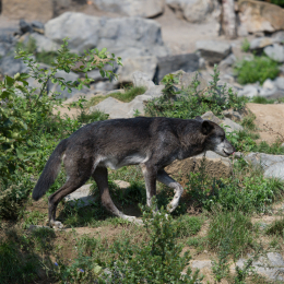 Zoo_Hannover-20130822-246