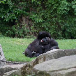 Zoo_Hannover-20130822-589