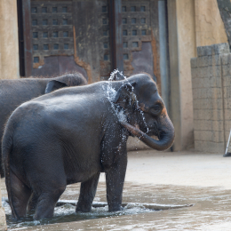 Zoo_Hannover-20130822-424