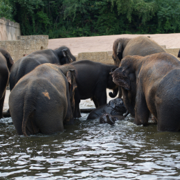 Zoo_Hannover-20130822-462