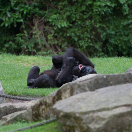 Zoo_Hannover-20130822-595