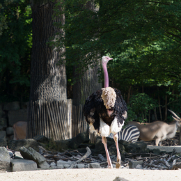 Zoo_Hannover-20130822-116