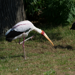 Zoo_Hannover-20130822-165