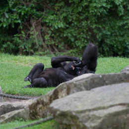 Zoo_Hannover-20130822-594