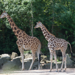 Zoo_Hannover-20130822-184