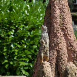 Zoo_Hannover-20130822-147