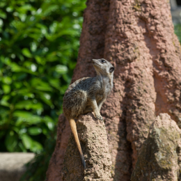 Zoo_Hannover-20130822-145