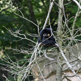 Zoo_Hannover-20130822-573