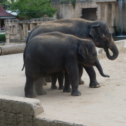 Zoo_Hannover-20130822-370