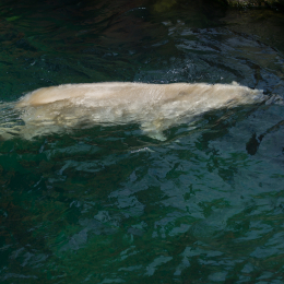 Zoo_Hannover-20130822-318