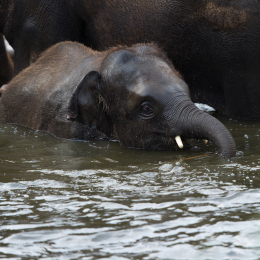 Zoo_Hannover-20130822-447