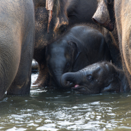 Zoo_Hannover-20130822-467