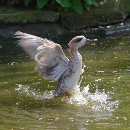 Zoo Koeln_2011-04-24_23