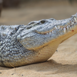 Zoo Koeln_2011-04-24_14