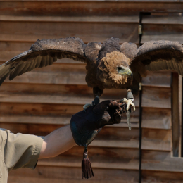 Zoo Koeln_2011-04-24_43