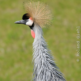 Zoo Koeln_2011-04-24_16
