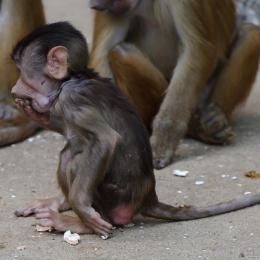 Zoo Koeln_2011-04-24_83