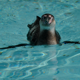Zoo Koeln_2011-04-24_66
