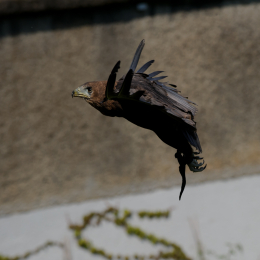 Zoo Koeln_2011-04-24_46