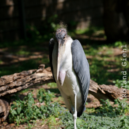 Zoo Koeln_2011-04-24_32