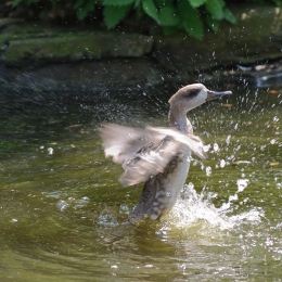Zoo Koeln_2011-04-24_24