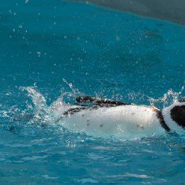 Zoo Koeln_2011-04-24_63