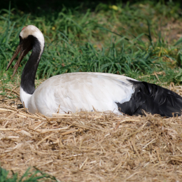 Zoo Koeln_2011-04-24_02