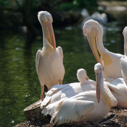 Zoo Koeln_2011-04-24_28