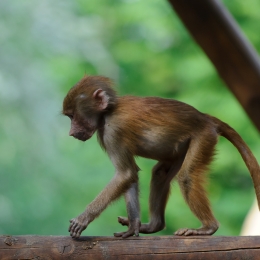 Zoo Koeln_2011-04-24_79